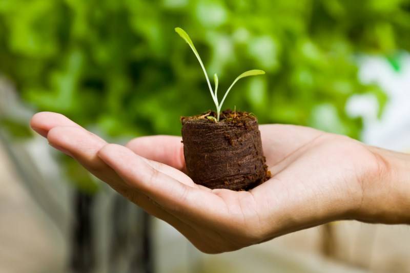 Tree seedling in hand, new hope